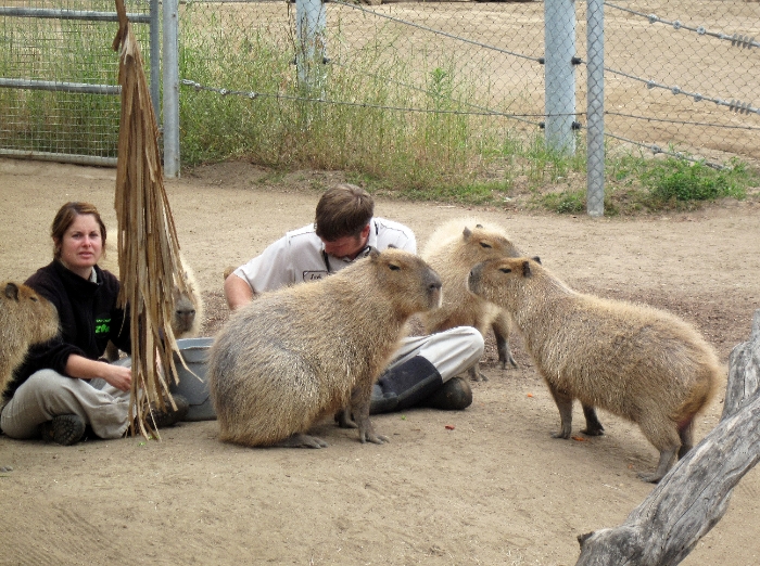 World's largest rodent